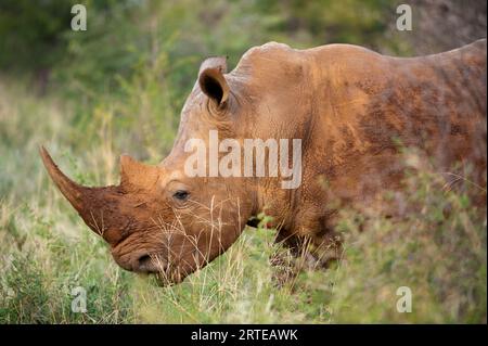 Südliches Nashorn (Ceratotherium simum) im Madikwe Game Preserve, Südafrika Stockfoto