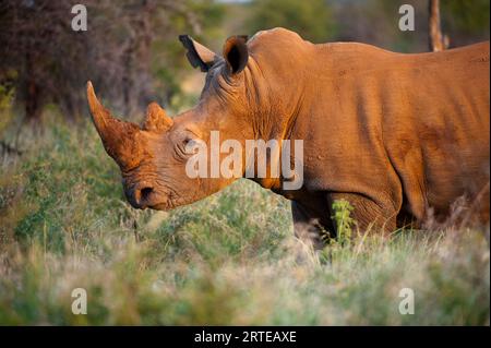 Südliches Nashorn (Ceratotherium simum) im Madikwe Game Preserve, Südafrika Stockfoto