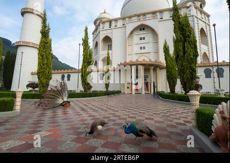 Pfauen vor dem Nachbau des Taj Mahal im Jaime Duque Park in Columbia; Bogota, Columbia Stockfoto