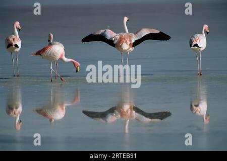 Chilenische Flamingos (Phoenicopterus chilensis) waten in einem saisonalen See in der chilenischen Atacamawüste, Chile Stockfoto