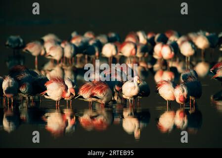 Herde von wandernden Flamingos (Phoenicopterus chilensis) in einem hochgelegenen See in der chilenischen Atacamawüste Stockfoto