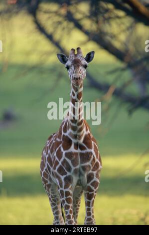 Porträt einer Netzgiraffe (Giraffa reticulata) in einem Zoo; Glen Rose, Texas, Vereinigte Staaten von Amerika Stockfoto