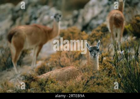 Lamas (Lama glama) weiden auf hoher Wüstenvegetation in der Atacama-Wüste; Chile Stockfoto