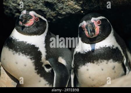 Aus nächster Nähe sehen Sie zwei peruanische oder Humboldt-Pinguine (Spheniscus humboldti) im Pan de Azucar-Nationalpark, Chile Stockfoto