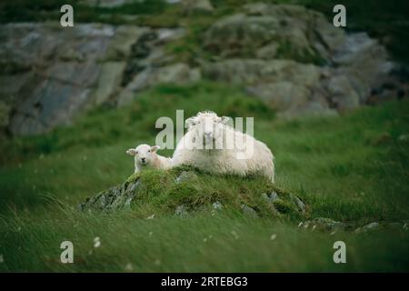 Mutterschafe und ihr Lamm (Ovis aries) ruhen auf einem kleinen Hügel; Ben Nevis, Schottland Stockfoto