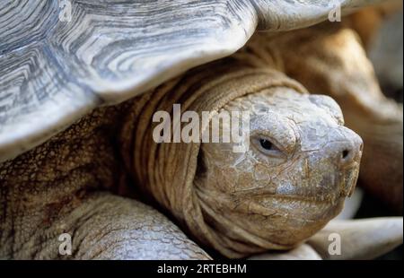 Nahaufnahme einer afrikanischen Spornschildkröte (Centrochelys sulcata); Houston, Texas, Vereinigte Staaten von Amerika Stockfoto