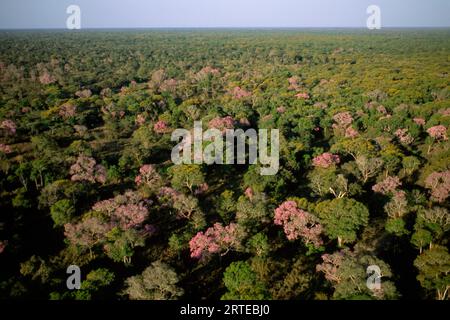 Luftaufnahme eines rosa Trompetenwaldes (Tabebuia heterophylla); Pantanal, Brasilien Stockfoto