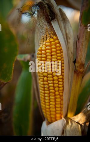 Nahaufnahme eines Maisstängels auf einem Feld; Ceresco, Nebraska, Vereinigte Staaten von Amerika Stockfoto