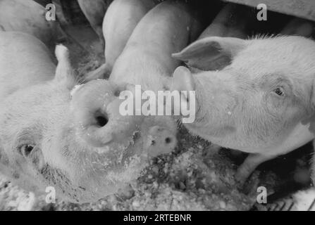 Aus nächster Nähe sehen zwei junge Schweine, die in die Kamera blicken: Bennet, Nebraska, Vereinigte Staaten von Amerika Stockfoto