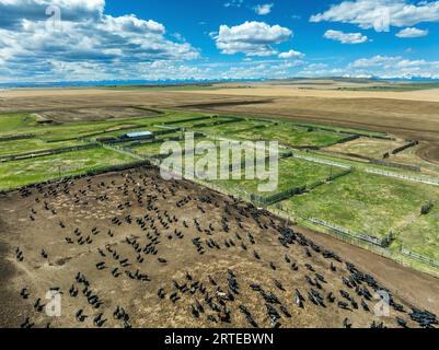 Luftaufnahme eines großen Viehfutterplatzes mit blauem Himmel, Wolken und Bergen am Horizont; südöstlich von Carseland, Alberta, Kanada Stockfoto