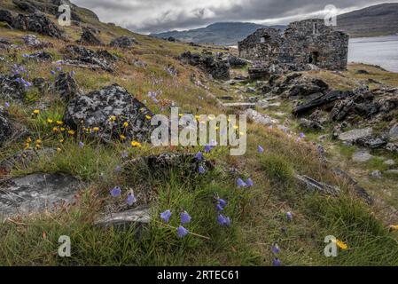 Blick auf Wildblumen auf dem Hügel und die archäologische Stätte von Hvalsey, nahe Qaqortoq, an der Südspitze Grönlands im Nordatlantik Stockfoto