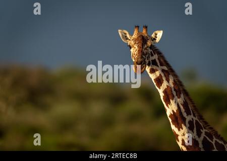 Nahporträt von Kopf und Hals einer Netzgiraffe (Giraffa reticulata) im warmen Licht; Segera, Laikipia, Kenia Stockfoto