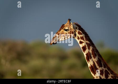 Nahporträt von Kopf und Hals einer Netzgiraffe (Giraffa reticulata) im warmen Licht; Segera, Laikipia, Kenia Stockfoto