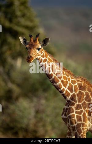 Nahporträt einer vernetzten Giraffe (Giraffa reticulata), die im warmen Licht auf die Kamera starrt; Segera, Laikipia, Kenia Stockfoto