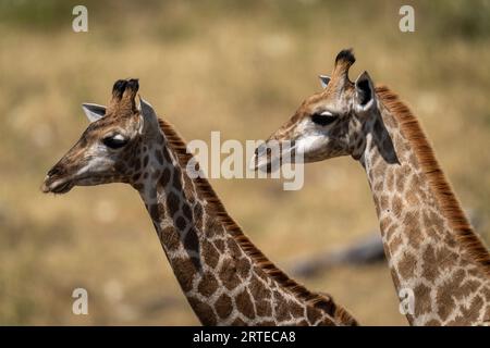 Nahaufnahme eines Porträts zweier junger Südstaaten-Giraffen (Giraffa giraffa) nebeneinander; Chobe-Nationalpark, Botswana Stockfoto