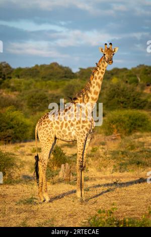 Porträt einer Südgiraffe (Giraffa giraffa), die auf der Savanne steht und eine Kamera mit Oxspechten (Buphagus) auf der Rückseite beobachtet Stockfoto