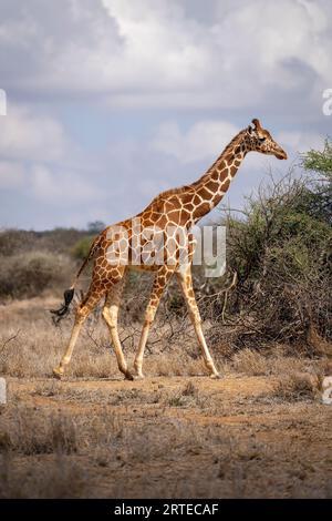 Netzgiraffe (Giraffa reticulata), die in Richtung Büsche in der Savanne geht; Laikipia, Kenia Stockfoto