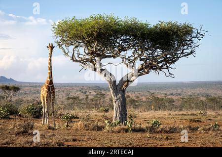 Porträt einer vernetzten Giraffe (Giraffa reticulata), die in goldener Sonne auf der Savanne bei einem Akazienbaum steht und die Kamera beobachtet; Laikipia, Kenia Stockfoto