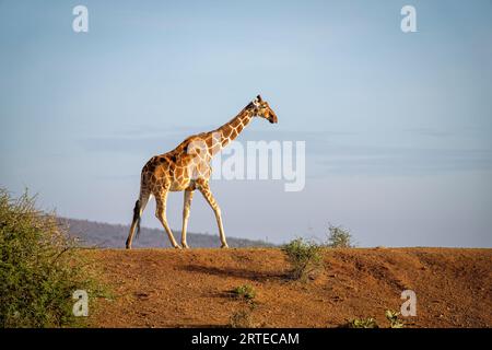 Netzgiraffe (Giraffa reticulata) überquert einen Erddamm am Horizont vor einem blauen Himmel; Laikipia, Kenia Stockfoto