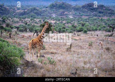 Netzgiraffen (Giraffa reticulata) stehen auf der Savanne gegenüber der Kamera; Laikipia, Kenia Stockfoto