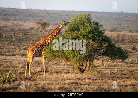 Die Netzgiraffe (Giraffa reticulata) steht auf der Savanne, die einen Akazienbaum im goldenen Sonnenlicht durchsucht; Segera, Laikipia, Kenia Stockfoto