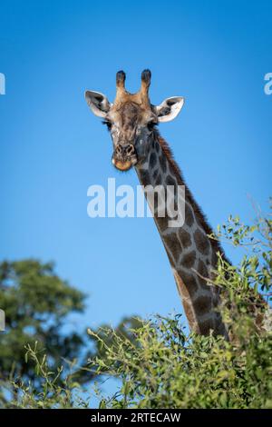 Nahaufnahme eines Porträts einer Südstaaten-Giraffe (Giraffa giraffa), der über einen Busch in Richtung Kamera vor einem hellblauen Himmel blickt; Chobe-Nationalpark, Botswana Stockfoto