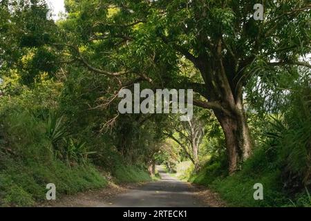 Malerische Aussicht durch den Wald auf einer schmalen Straße entlang der Road to Hana, landschaftlich reizvolle Route; Maui, Hawaii, Vereinigte Staaten von Amerika Stockfoto