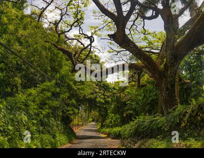 Malerische Aussicht durch den Wald auf einer schmalen Straße entlang der Road to Hana, landschaftlich reizvolle Route; Maui, Hawaii, Vereinigte Staaten von Amerika Stockfoto
