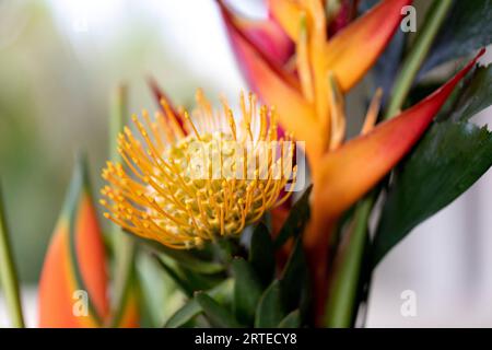 Nahaufnahme einer gelben Leucospermum, Proteaceae, bekannt als Pincushion Protea, und gelben und orangen Helikonia Blüten in einer Glasvase in Kihei Stockfoto