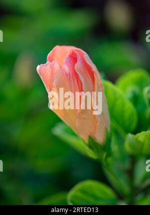 Nahaufnahme einer orangen Hibiskusblüte (Hibiscus rosa-sinensis) in Kihei; Maui, Hawaii, Vereinigte Staaten von Amerika Stockfoto