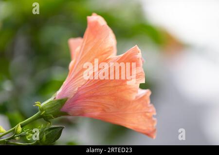 Nahaufnahme einer orangen Hibiskus-Blüte (Hibiscus rosa-sinensis), die sich in Kihei, Maui, Hawaii, Vereinigte Staaten von Amerika öffnet Stockfoto