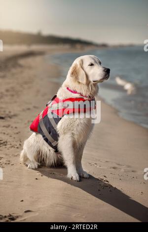 Ein goldener Retriever-Rettungshund in einer rot-grauen Rettungsweste. Er sitzt an der Küste, am Strand und beobachtet das Wasser. Stockfoto