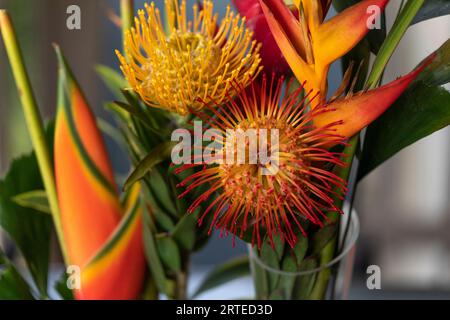 Nahaufnahme von Gelb und Orange, Leucospermum, Proteaceae, allgemein bekannt als Pincushion Protea, und Helikonia Blüten in Glasvase in Kihei Stockfoto