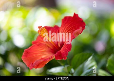 Nahaufnahme eines großen, roten Hibiskus (Hibiscus rosa-sinensis) in Kihei; Maui, Hawaii, Vereinigte Staaten von Amerika Stockfoto