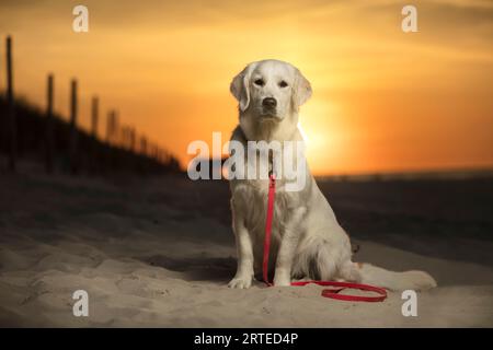 Junger Hund, Golden Retriever Welpe, sitzt am Sandstrand bei Sonnenuntergang. Ein weißer Hund in der Ferne, die untergehende Sonne über dem Sand des Strandes Stockfoto