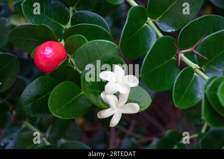 Nahaufnahme von Natal Plum, blühende Pflanze (Carissa macrocarpa) am Secret Beach; Makena, Maui, Hawaii, Vereinigte Staaten von Amerika Stockfoto