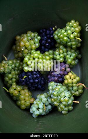 Verschiedene Traubensorten Stockfoto