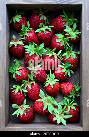 Frische Erdbeeren in einem hölzernen Kasten Stockfoto