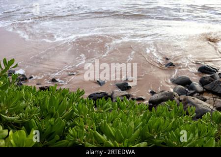 Blick auf die Brandung am Wasser von der felsigen Küste, gesäumt von grünen Sträuchern entlang der Küste am Kamaole 2 Beach Stockfoto