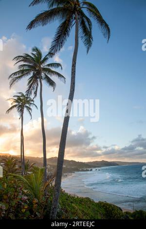 Malerischer Blick entlang der Küste mit Blick nach Norden von Bathsheba mit Palmen vor dem blauen Himmel in der Dämmerung; Bathsheba, Barbados, Karibik Stockfoto