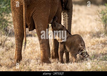 Afrikanischer Buschelefant (Loxodonta africana), der in Segera, Laikipia, Kenia, auf der Savanne steht, während er Jungkalb säugt Stockfoto