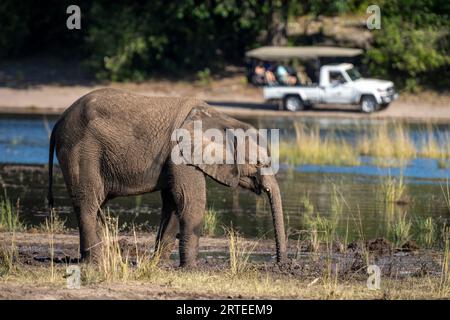 Junger afrikanischer Buschelefant (Loxodonta africana), der an einem Fluss steht und seinen Stamm in der Nähe eines Jeeps im Hintergrund im Chobe-Nationalpark taucht Stockfoto