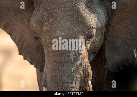 Nahaufnahme des Porträts eines afrikanischen Buschelefanten (Loxodonta africana) auf der Savanne mit Blick nach unten; Segera, Laikipia, Kenia Stockfoto
