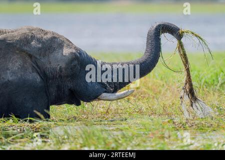 Porträt des afrikanischen Buschelefanten (Loxodonta africana) im Wasser, das Flussgras im Chobe-Nationalpark hegt; Chobe, Nordwesten, Botswana Stockfoto