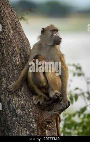 Nahaufnahme eines erwachsenen Chacma-Pavians (Papio ursinus), der in einem Baum sitzt, der einen Säuglingspaan im Chobe-Nationalpark hält Stockfoto
