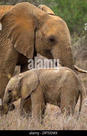 Portriat von afrikanischem Buschelefantenkalb (Loxodonta africana) neben einem erwachsenen afrikanischen Buschelefanten in der Savanne von Segera Stockfoto