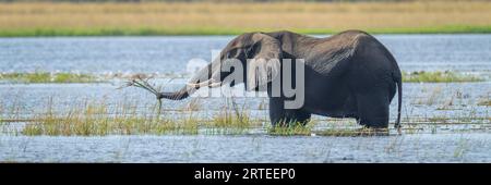 Panorama des afrikanischen Buschelefanten (Loxodonta africana), der im Wasser steht und in Chobe ... Gras mit seinem Stamm und seinen Stoßzähnen hegt Stockfoto