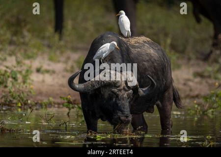 Porträt eines Cape Buffalo (Syncerus Caffer), der aus dem Fluss trinkt und zwei Rinderreiher (Bubulcus ibis) auf dem Rücken im Chobe National Park trägt Stockfoto