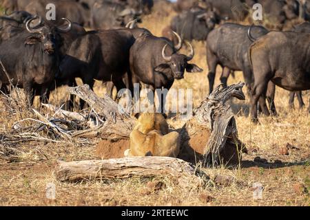 Junger männlicher Löwe (Panthera leo) findet Tarnung neben einer Herde von Cape Buffalo (Syncerus Caffer), die auf der Ebene steht, während er in C.... Stockfoto