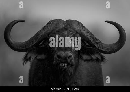 Mono, Nahaufnahme Porträt eines Cape Buffalo (Syncerus Caffer) stehend, mit Blick auf die Kamera in Segera; Segera, Laikipia, Kenia Stockfoto